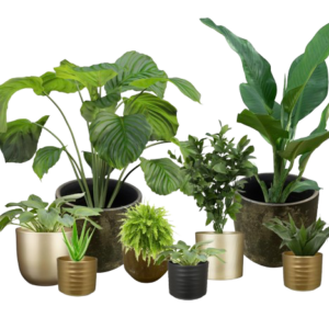 Decoratie hoog frame | Planten assortiment