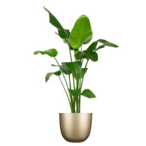 Eyecatcher strelitzia zijden in bijpassende pot